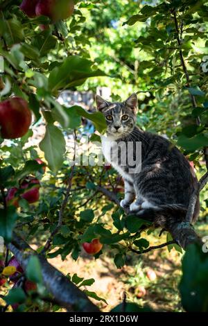 Feral Gray Cat seduto sul ramo dell'Apple Tree all'inizio dell'autunno Foto Stock