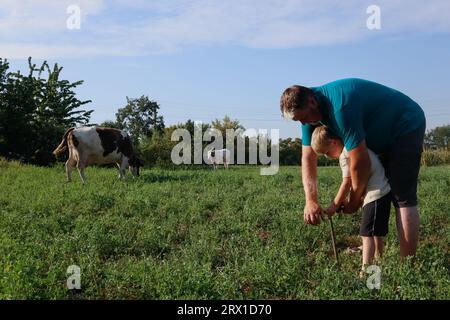 Un uomo insegna a un bambino a legare correttamente una mucca sul campo Foto Stock