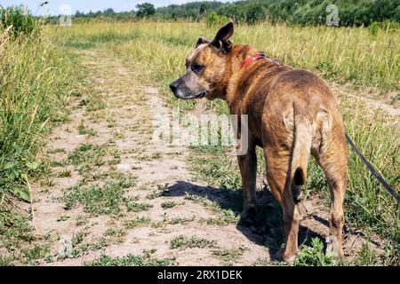 Cane Staffordshire Terrier che cammina nei boschi da vicino Foto Stock