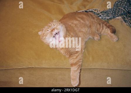 Gatto scozzese arancione con bocca aperta Foto Stock