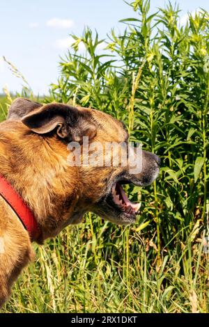 Cane Staffordshire Terrier che cammina nei boschi da vicino Foto Stock