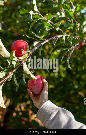 La mano di una donna che raccoglie il rappresentante Apple in autunno Foto Stock