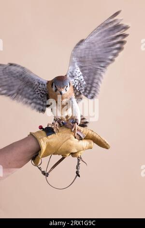 Le ali American Kestrel si aprono su uno sfondo abbronzato Foto Stock