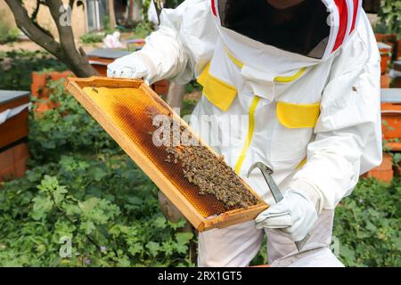 Apicoltore sta lavorando per raccogliere miele. Foto Stock
