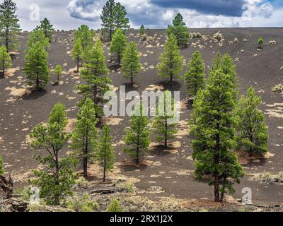 Sunset Crater National Park vicino a Flagstaff, Arizona, USA Foto Stock