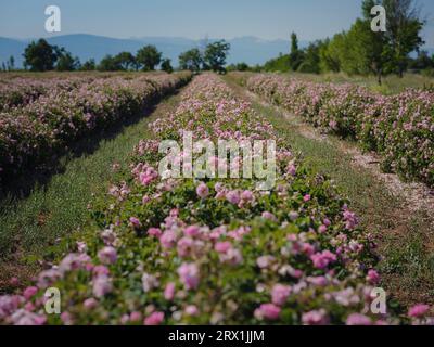 Campo di rose Damascena in soleggiata giornata estiva . Raccolta di petali di rosa per la produzione di profumi di olio di rosa. Villaggio Guneykent nella regione di Isparta, Turchia, un vero paradiso per l'ecoturismo. Foto Stock