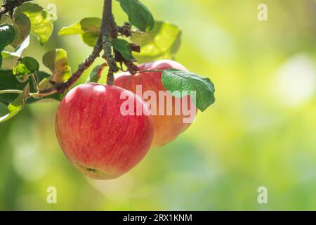 Un paio di mele rosse mature sul ramo del melo. Vendemmia autunnale nel frutteto Foto Stock