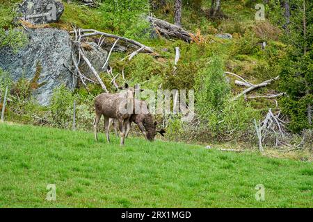 Scandinavian Moose con corna in piedi su un prato e sgranando sul bordo di una foresta in Norvegia, Scandinavia. Foto Stock