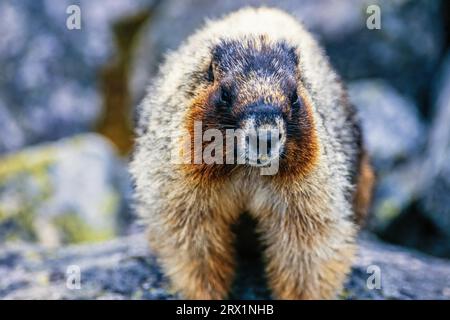 Primo piano in una marmotta hoary (Marmota caligata) tra le montagne rocciose, il parco nazionale di Banff, Alberta, Canada Foto Stock