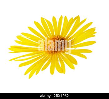 Leopard's Bane (Doronicum orientale) Giallo estate fiore isolato su bianco Foto Stock