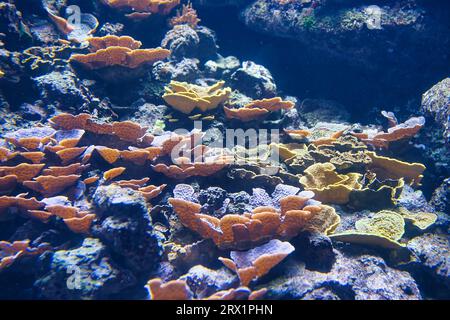 All'Acquario di Parigi scoprirai i più grandi costruttori viventi del nostro pianeta. Questi sono coralli che costruiscono la barriera corallina. Animali coloniali primitivi Foto Stock