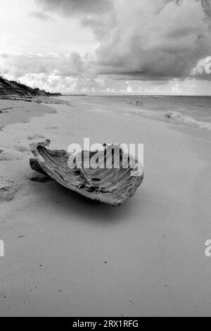 Guscio di una tartaruga marina trovata sulla spiaggia di Cayo largo Cuba Foto Stock