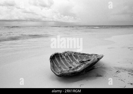 Guscio di una tartaruga marina trovata sulla spiaggia di Cayo largo Cuba Foto Stock