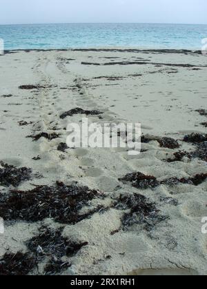 Traccia di una tartaruga marina che seppellì le sue uova sulla spiaggia di notte, Cayo largo Cuba Foto Stock