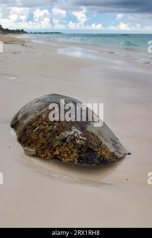 Guscio dorsale di una tartaruga marina, trovato sulla spiaggia, Cayo largo Cuba Foto Stock