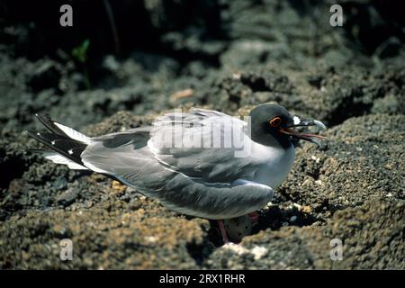 Allevamento di gabbiano dalla coda forchetta con uovo su roccia lavica, semina nel calore, Galapagos Foto Stock