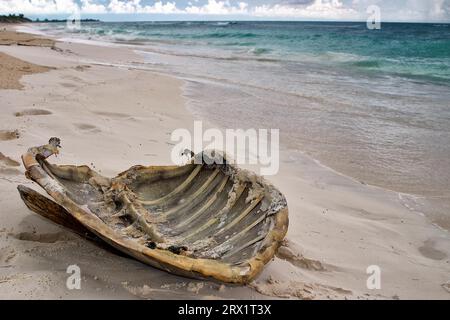 Guscio dorsale di una tartaruga marina, trovato sulla spiaggia, Cayo largo Cuba Foto Stock