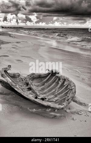 Guscio dorsale di una tartaruga marina, trovato sulla spiaggia, Cayo largo Cuba Foto Stock