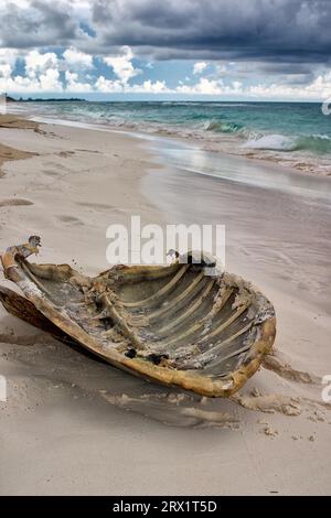 Guscio dorsale di una tartaruga marina, trovato sulla spiaggia, Cayo largo Cuba Foto Stock