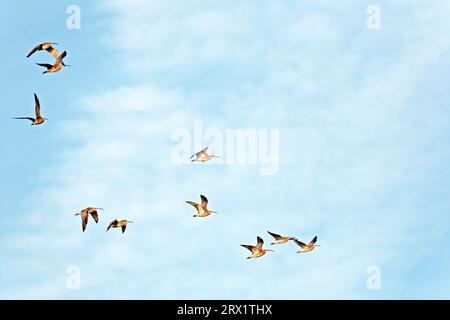 Il curlew eurasiatico (Numenius arquata) raggiunge un peso corporeo di 410, 1, 360 g (foto Eurasian Curlew gregge in volo), Eurasian Curlew ha un peso corporeo Foto Stock