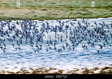 Dunlin, i pulcini iniziano a volare tre settimane di età (foto Dunlin gregge di uccelli in piumaggio di base), Dunlin, i pulcini iniziano a volare tre settimane di età Foto Stock