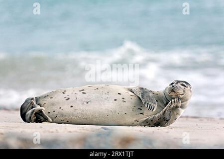 Foca del porto, la caccia è illegale in Germania da molti anni (foca comune) (foto foca del porto (Phoca vitulina) su una spiaggia sabbiosa), Phoca Foto Stock