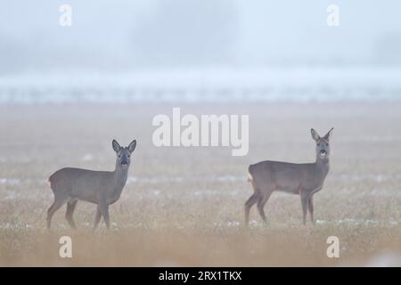 Caprioli europei (Capreolus capreolus) con corna e cervo alla ricerca di pascoli in un campo di cereali raccolto (capriolo europeo) (capriolo), capriolo Foto Stock