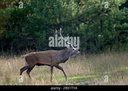 Cervo rosso (Cervus elaphus) lo sviluppo del corpo dei maschi termina nel 7 ° o 8 ° anno di vita (foto vecchio cervo rosso), cervo rosso tiene solo cervi maturi Foto Stock