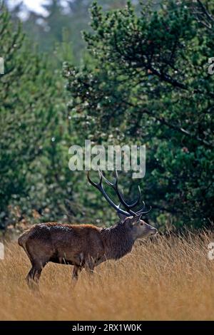 Cervi rossi (Cervus elaphus) cervi vecchi e maturi a volte vivono vite solitarie, ma sono anche spesso accompagnati da un conspecifico più giovane (foto cervi rossi) Foto Stock