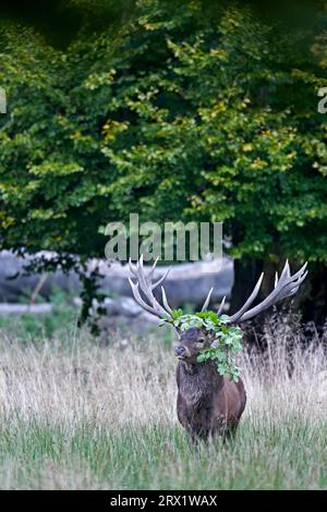 Cervo rosso (Cervus elaphus), la femmina è un hind, e il giovane è un vitello (foto cervo rosso nel grezzo) Foto Stock