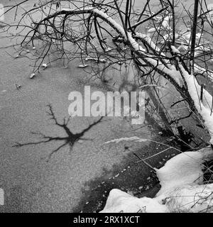 Crepe a forma di stella nel ghiaccio con albero caduto, bianco e nero, Baviera Foto Stock