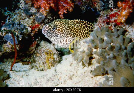 Morso reticolato, Maldive Foto Stock