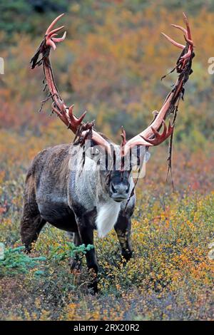 Renne (Rangifer tarandus), le femmine lasciano le corna principalmente in estate (Alaskan Caribou) (foto toro caribou con palchi ricoperti di velluto) Foto Stock