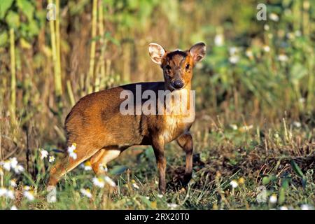 Il Muntjac cinese (Muntiacus reevesi) raggiunge un peso corporeo di 10, 18 kg (nano Muntjac) (foto Muntjac femmina in una radura), Reevess Muntjac pesa Foto Stock