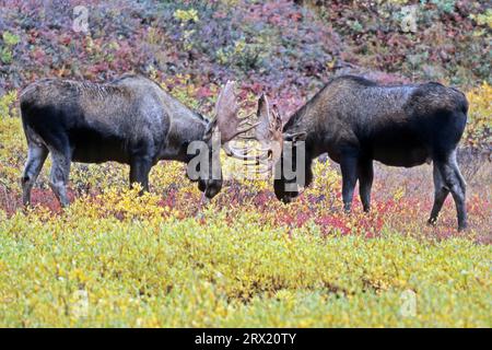 Alce, nella stagione degli accoppiamenti, i tori combatteranno per l'accesso alle femmine (alce dell'Alaska) (alce toro foto (Alces alces) che combattono giocosi), Moose, in Foto Stock