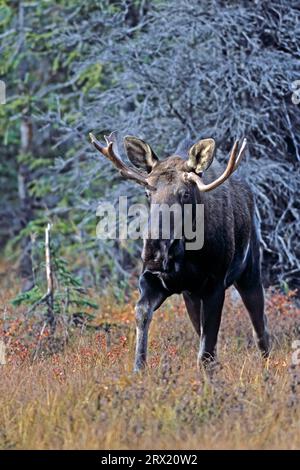 Alce, la carne degli animali gioca ancora un ruolo importante per la gente dell'emisfero settentrionale (Alaska Moose) (foto giovane alce toro (Alces Foto Stock