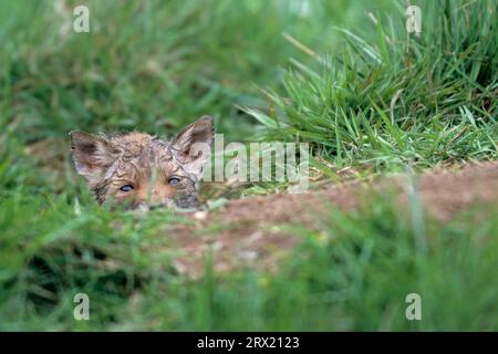 Red Fox (Vulpes vulpes), all'età di 3, 4 settimane i cuccioli di volpe lasciano la tana per la prima volta (Photo Red Fox cucciolo di fronte alla tana), Red Fox, il Foto Stock