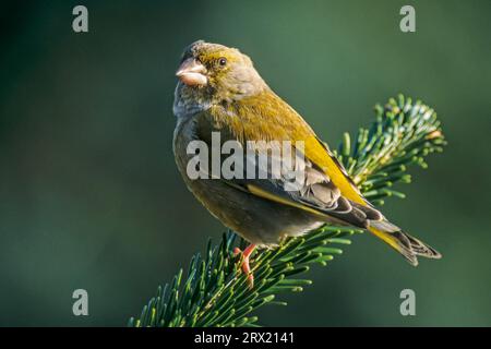 Il finocchio verde europeo (Carduelis chloris) si riproduce negli alberi e nei cespugli densi (Gruenling) (foto Maennchen), nidifica tra alberi e cespugli Foto Stock