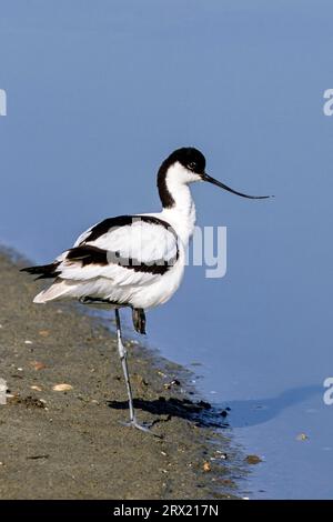 L'avoceto con il tappo nero (Recurvirostra avosetta) è un allevamento di colonie, spesso in associazione con altre specie di uccelli (foto uccello adulto), razze Pied Avocet Foto Stock