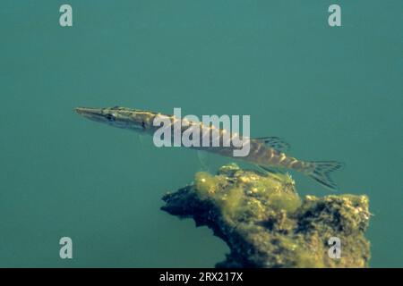 Il Pike, il pesce più grande mai registrato, era lungo 152 cm e pesava 28 kg (Pike europeo) (Photo Juvenile fish), il Pike settentrionale (Esox lucius), il più grande Foto Stock