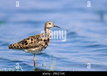 Ruff (Philomachus pugnax) alleva una covata all'anno e depone principalmente 4 uova (foto maschio adulto nel piumaggio di base), Ruff ha una covata all'anno e depone Foto Stock