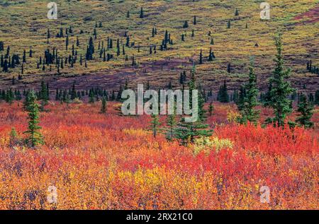 Paesaggio di tundra con betulle nane e abeti rossi in estate indiana, Denali National Park, Alaska Foto Stock