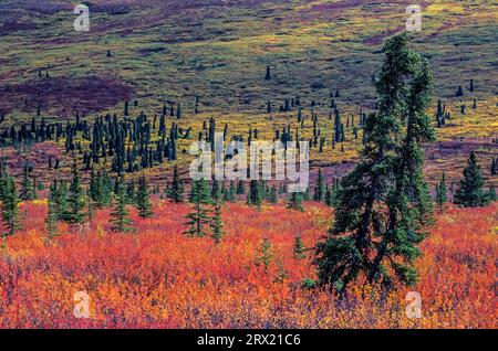 Paesaggio di tundra con betulle nane e abeti rossi in estate indiana, Denali National Park, Alaska Foto Stock