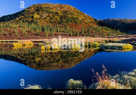 Paesaggio autunnale della tundra in un lago, paesaggio della Tundra in estate indiana, Denali National Park, Alaska Foto Stock