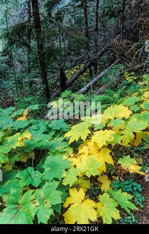 Foglie della rovina del riccio in autunno, il Devils Club parte in autunno, il lago Ptarmigan, la penisola di Kenai Foto Stock