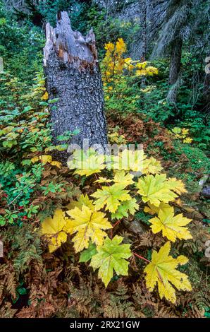 Foglie della rovina del riccio in autunno, il Devils Club parte in autunno, il lago Ptarmigan, la penisola di Kenai Foto Stock