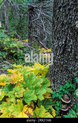 Foglie della rovina del riccio in autunno, il Devils Club parte in autunno, il lago Ptarmigan, la penisola di Kenai Foto Stock