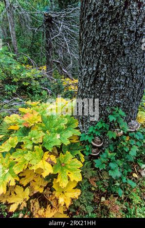 Foglie della rovina del riccio in autunno, il Devils Club parte in autunno, il lago Ptarmigan, la penisola di Kenai Foto Stock