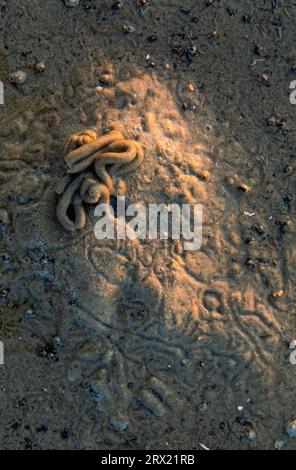 Mucchio di vermi nel Mare di Wadden, lancio di lug nel Mare di Wadden, St. Peter Ording, Nordfriesland Foto Stock