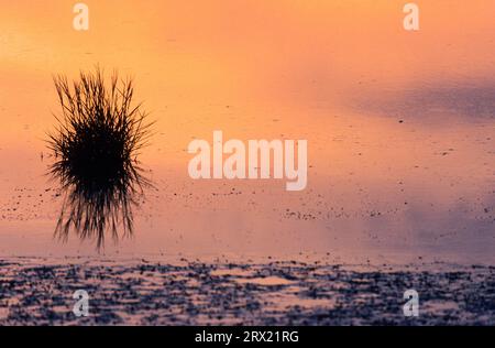 Salz-Schlickgras im Wattenmeer an der Nordseekueste, erba comune nel Mare di Wadden sulla costa del Mare del Nord, Meldorfer Bucht, Mare del Nord Foto Stock